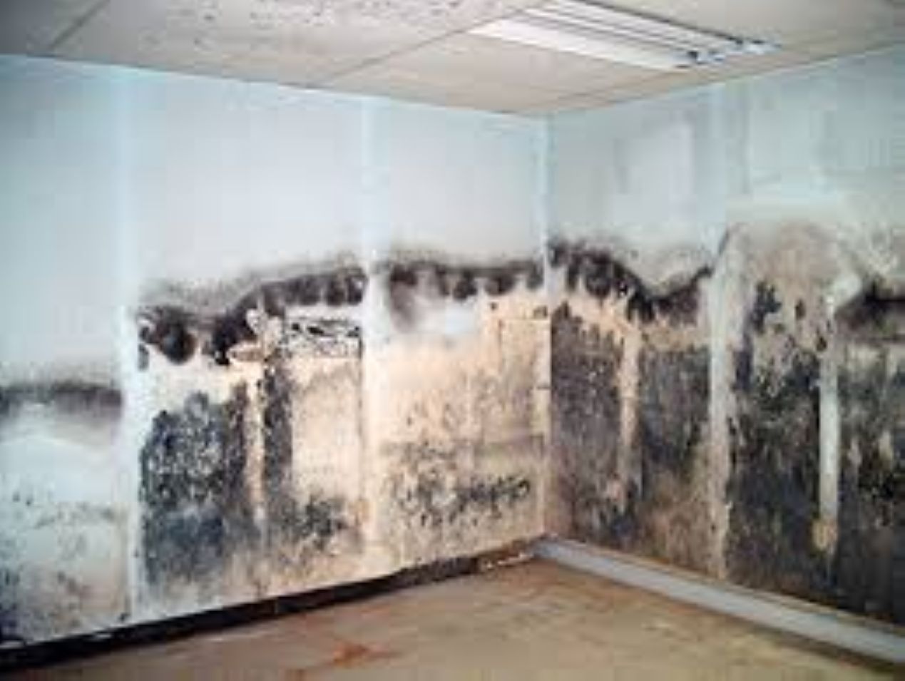 Mold Virginia Cecco Construction